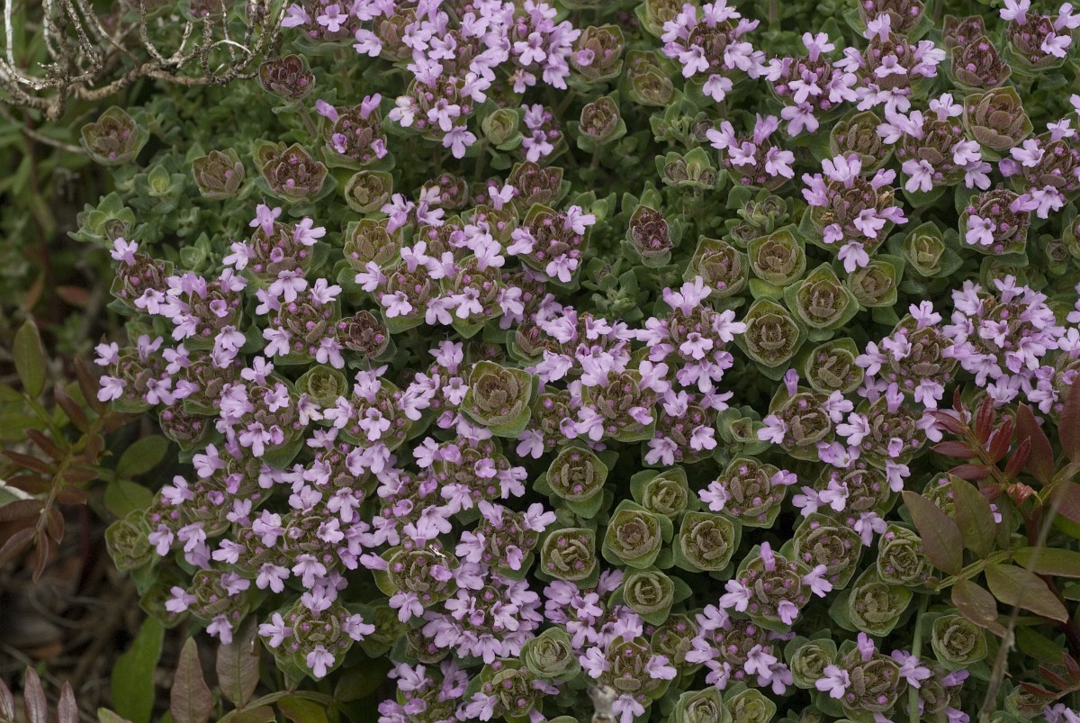Thymus Camphoratus Camphor Thyme